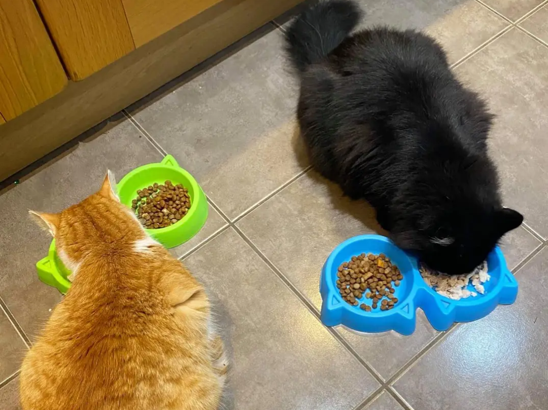 Feed a cat for 2 weeks