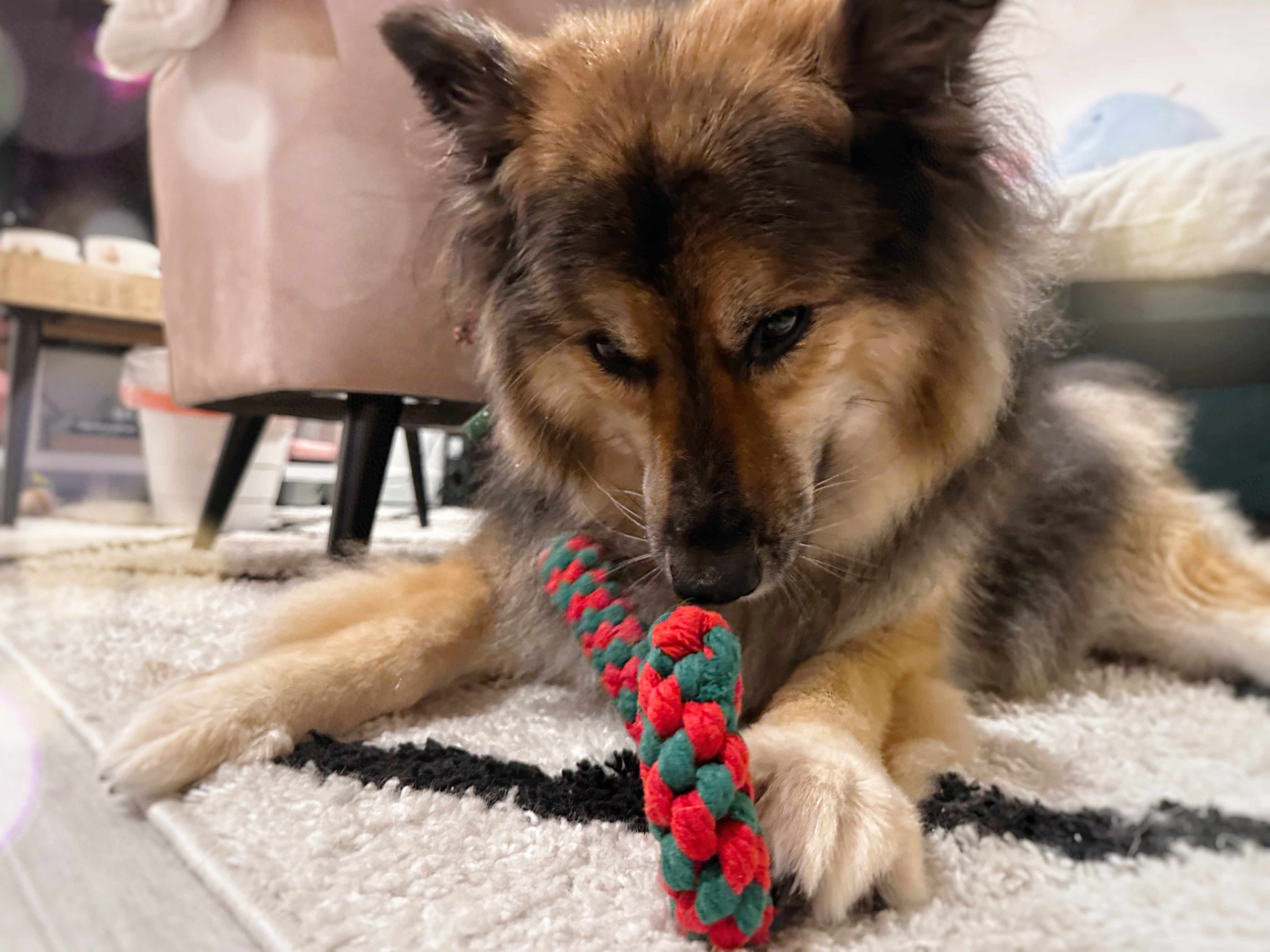 Candy Cane Chew Toy