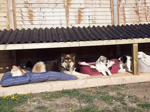 A warm place to sleep for a dog